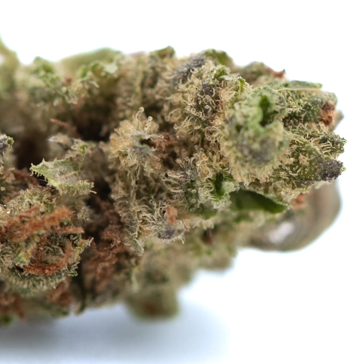 Moroccan Peach - Image 2
